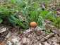 Piros galambgomba (Russula lepida), Zemplén